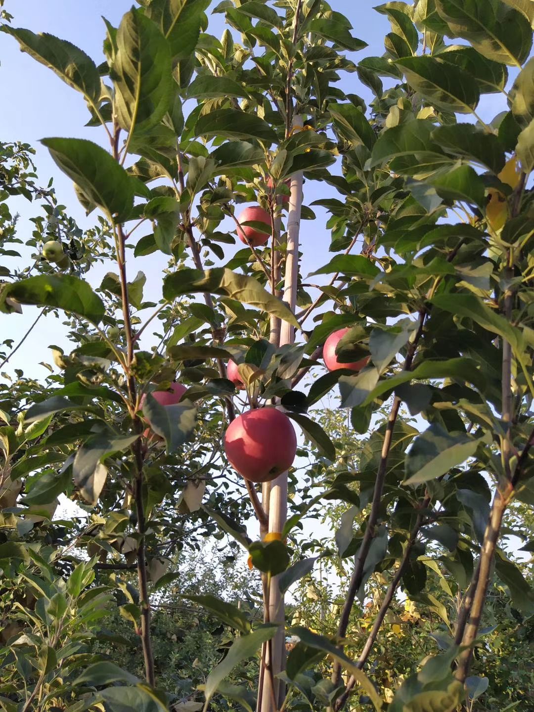 鲁丽苹果苗  【鲁  丽】乔化二年生成品苗