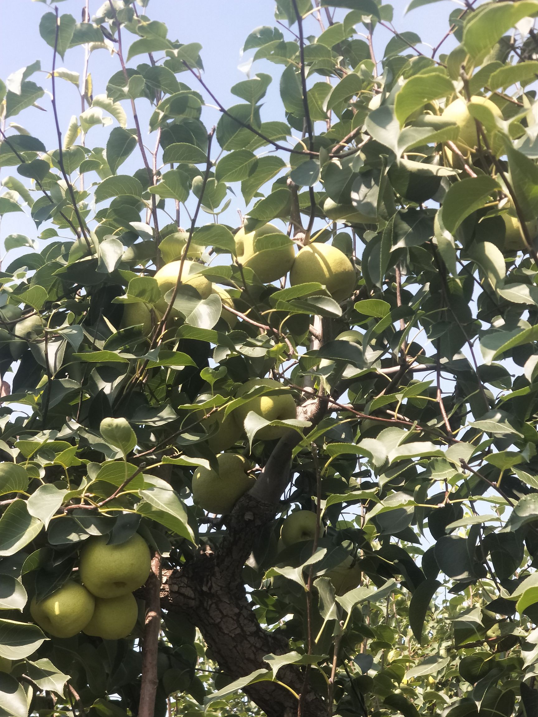 泗阳白酥梨图片