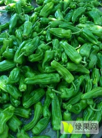 8901麻辣青椒 陕西省蒲城县青椒大量上市