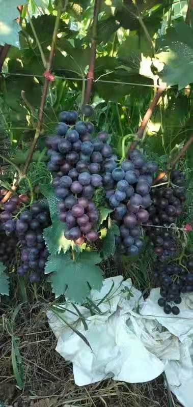 夏黑葡萄 1-1.5斤 10%以下 1次果