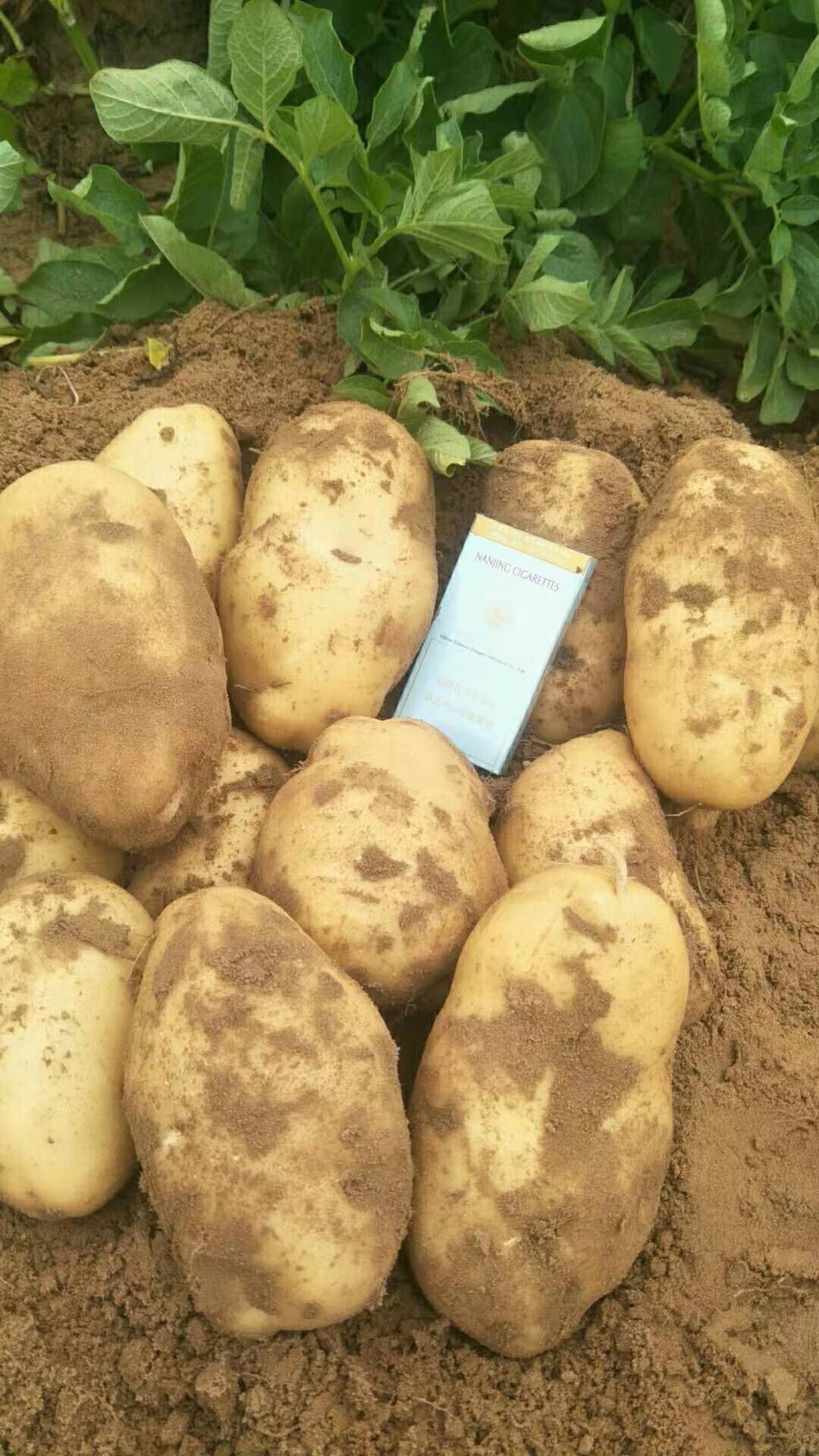  陕北纯沙地土豆