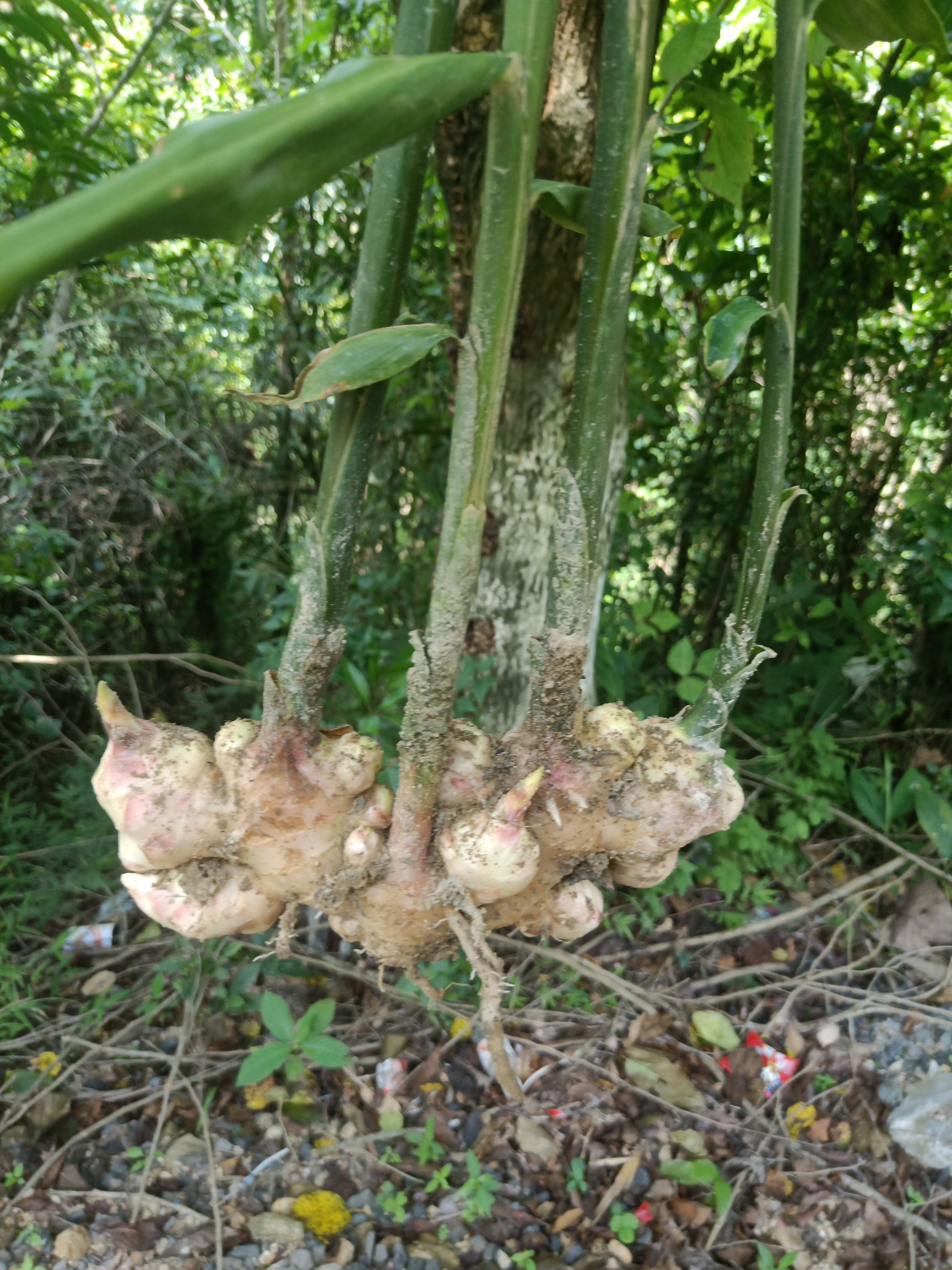 姜种  新鲜精品生姜