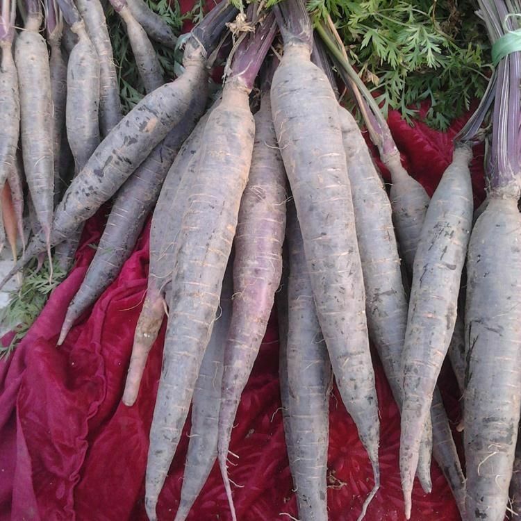 紫胡萝卜种子  秋播萝卜种子 富硒紫黑胡萝卜种子 黑皮黄心 山区自留种 非转