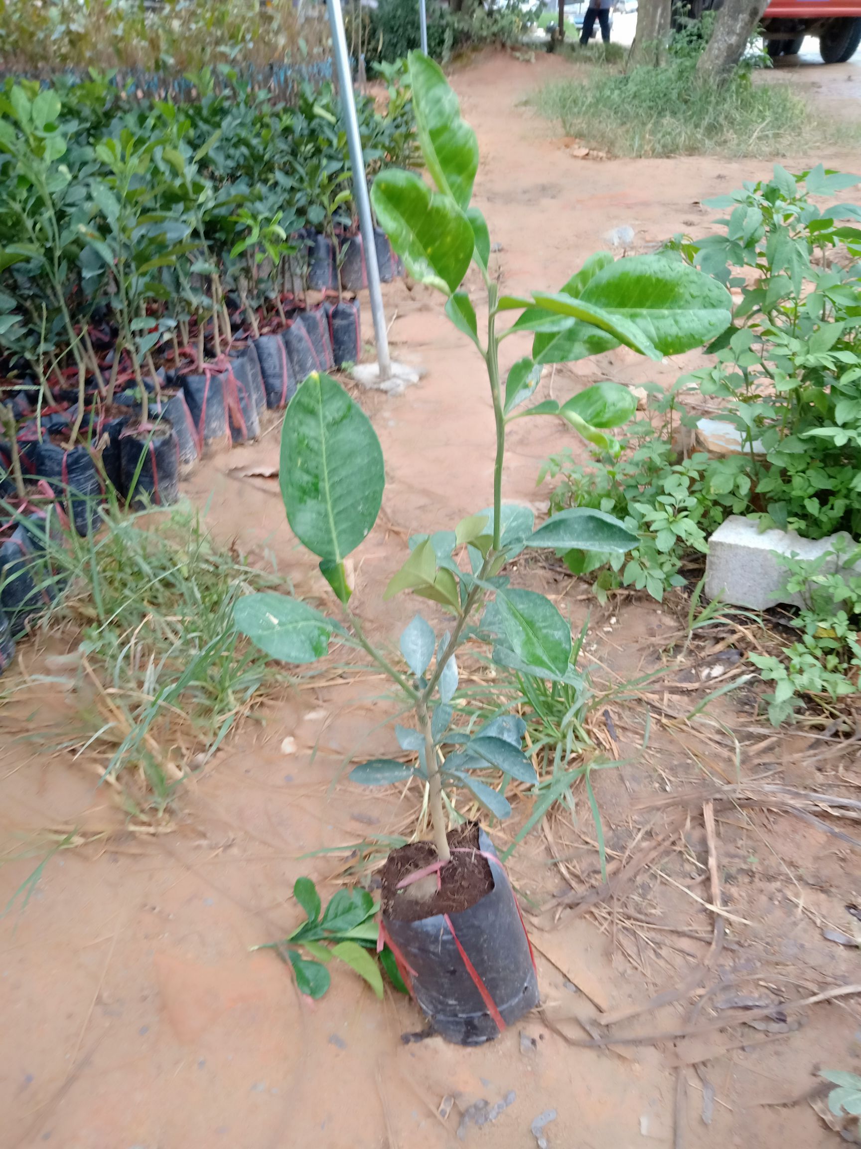 红宝石柚苗 红宝石青皮红肉柚子苗