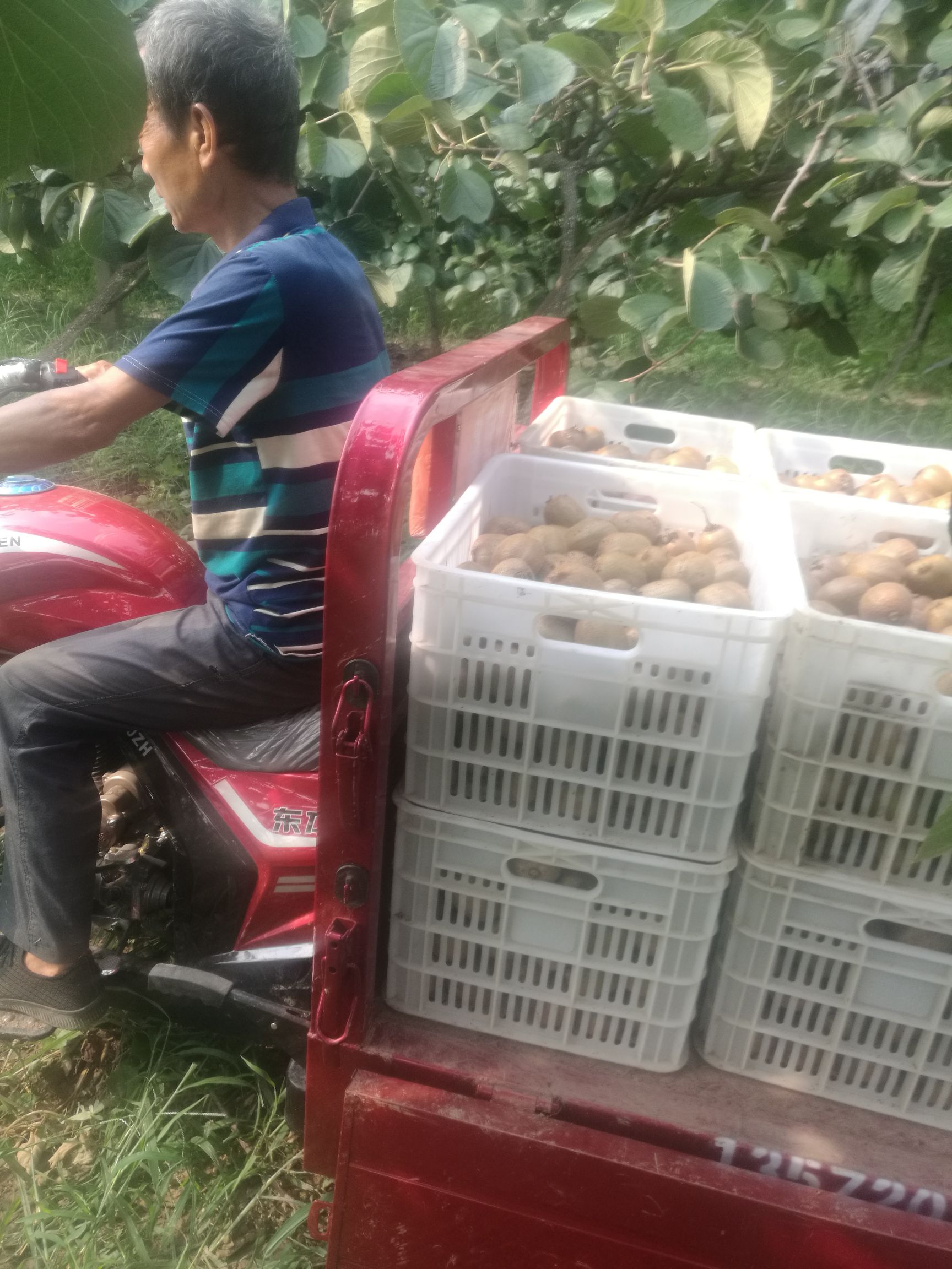 周至猕猴桃 60岁老人在发快递，货真价实，，100克起大果到15o克，