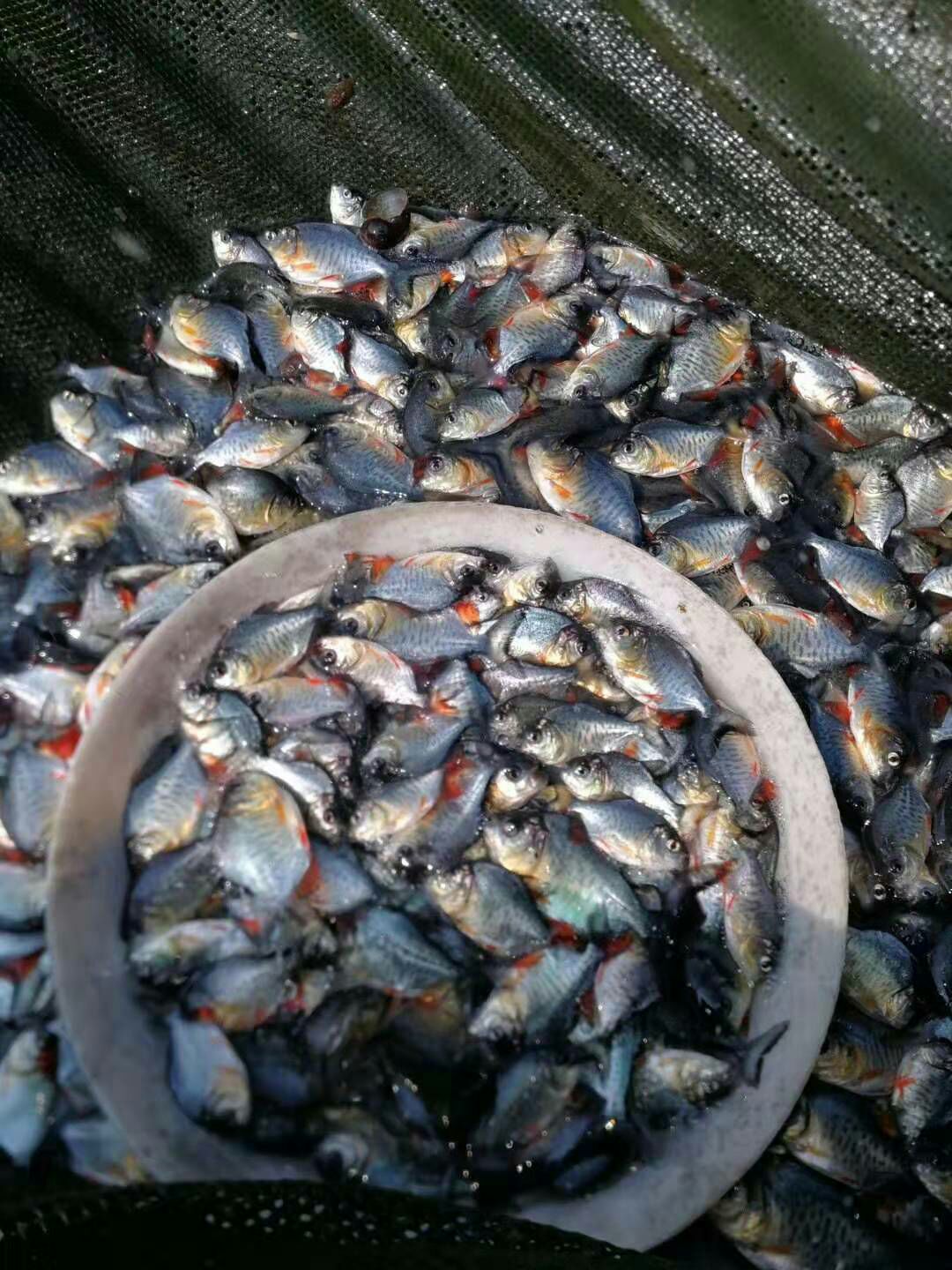鲳鱼苗 统货