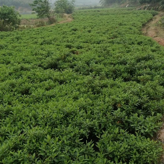 长沙 大量供应自家30一40杜鹃小毛球！！