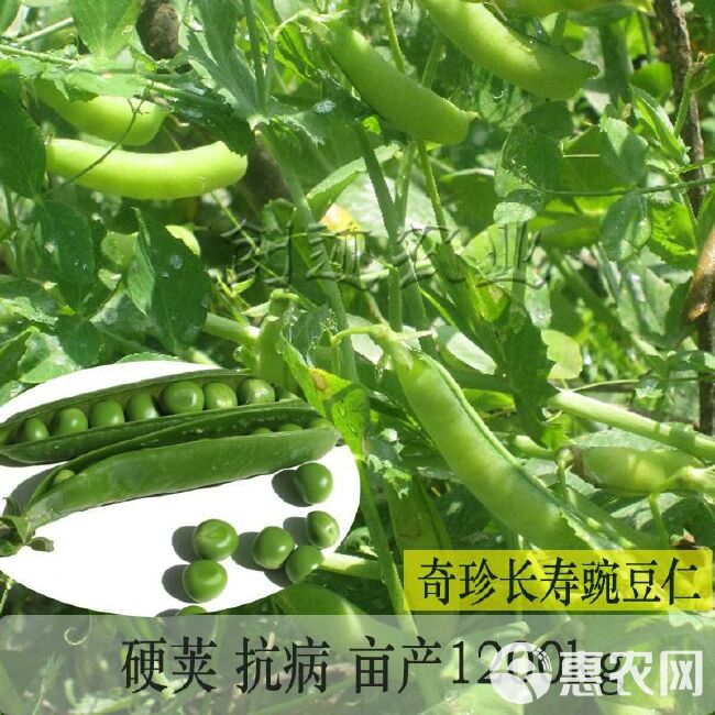 奇珍甜脆豌豆种子长寿豌豆仁甜豆蔬菜籽农家四季种植 豆荚