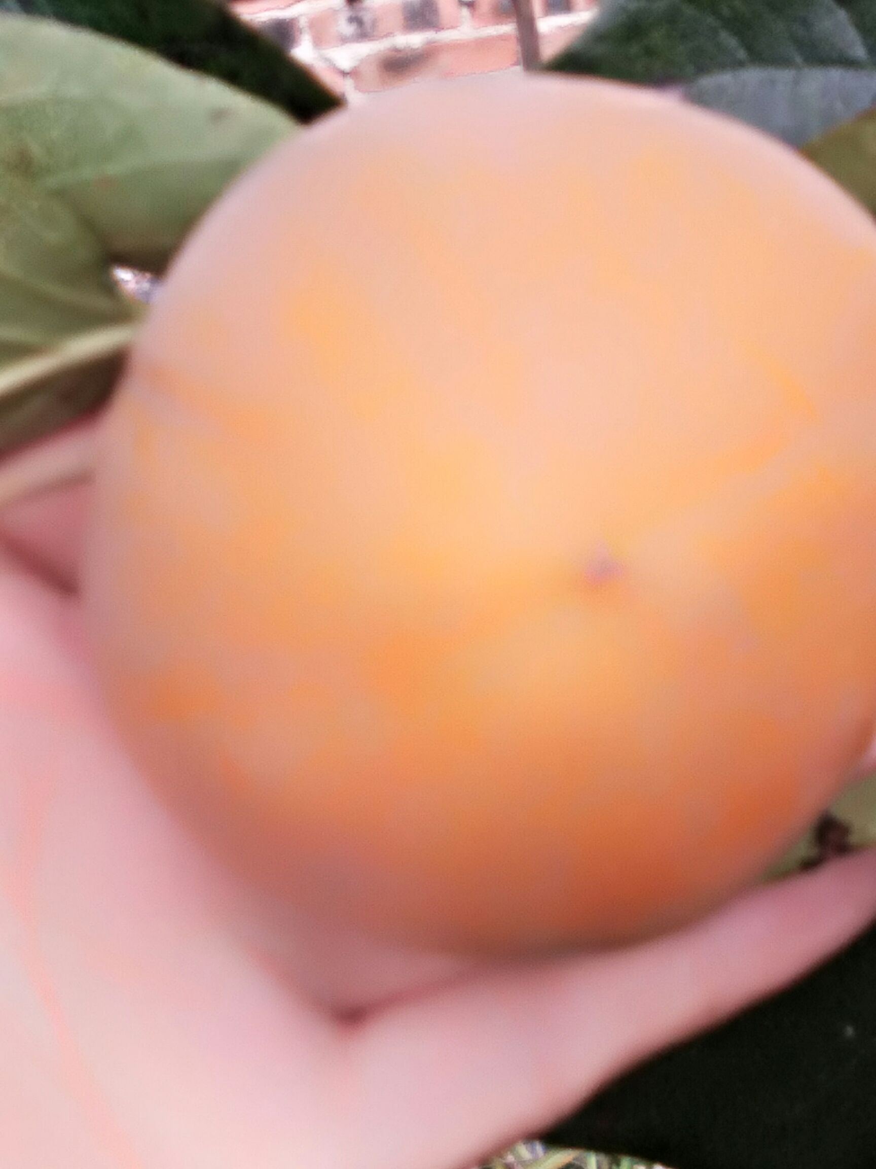  柿子香甜可口，口感好，自家种的，不含农药化肥，绿色食品