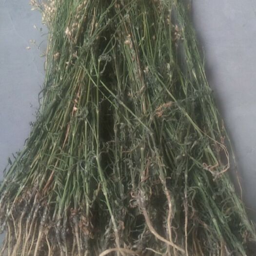 神木市百蕊草