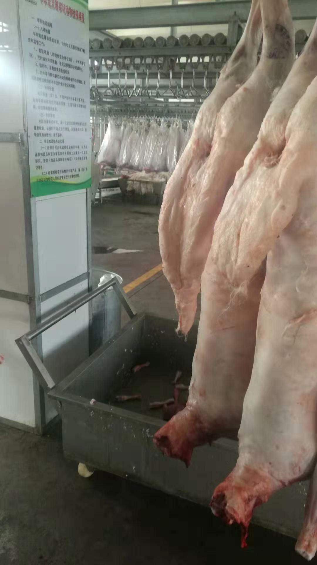  滩羊肉，不带骚味，百度一下，话不多说