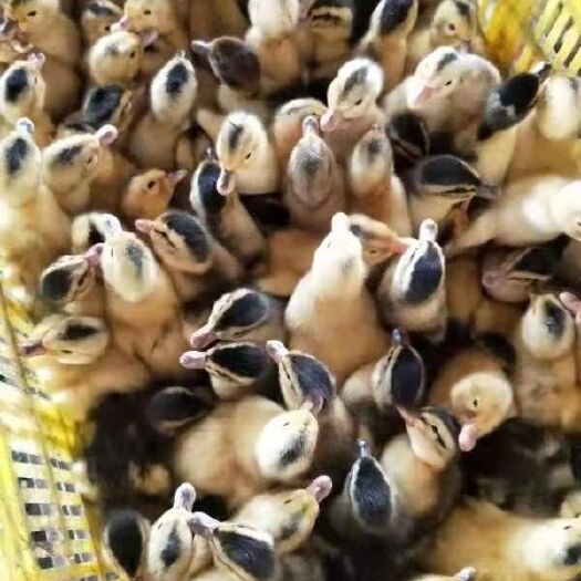 浏阳市 大种杂交麻鸭苗