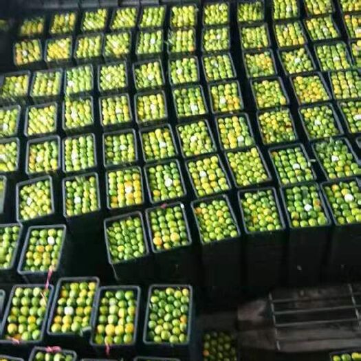 资兴市东江湖蜜橘