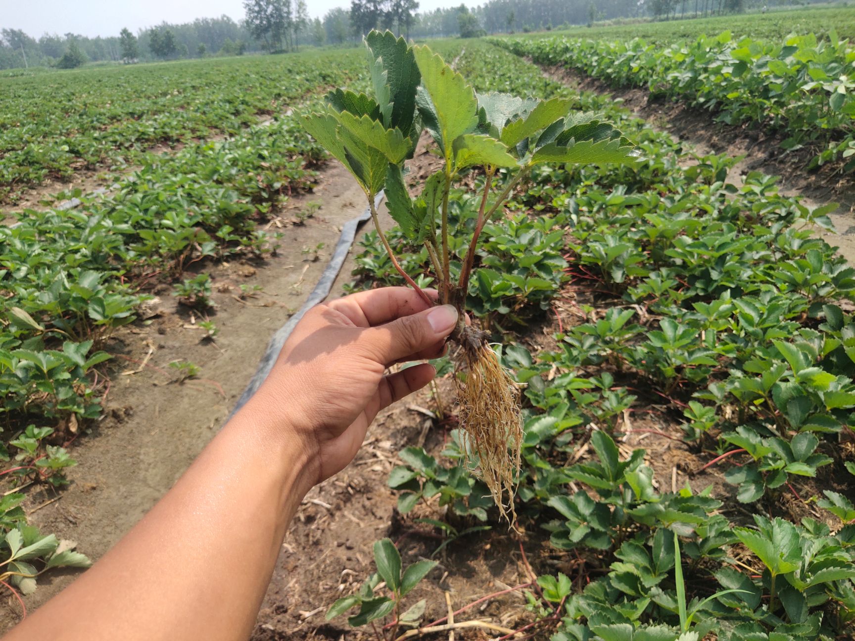  草莓苗量大优惠