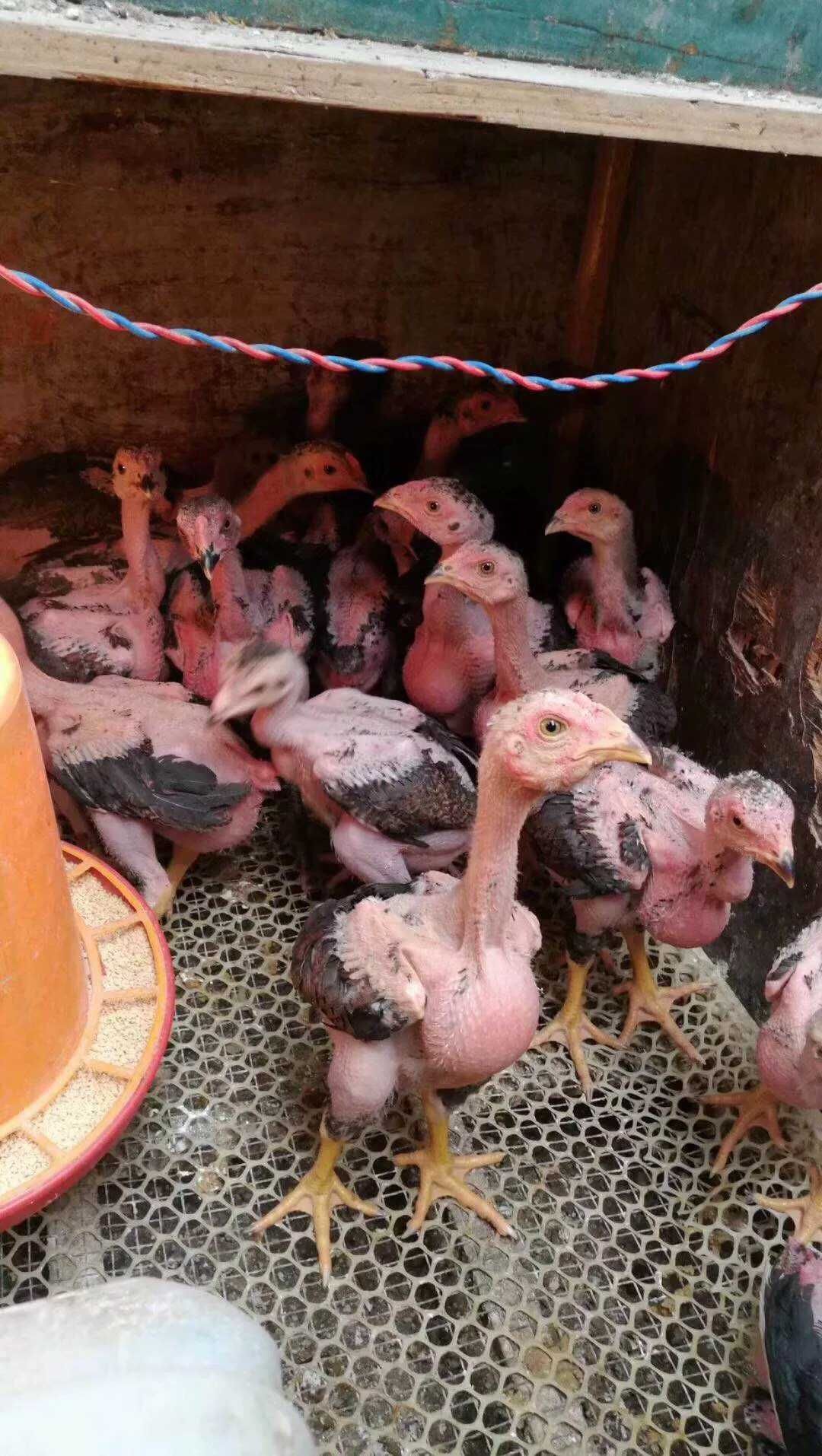 斗鸡苗  越南纯种鬼子斗鸡鬼母比赛斗鸡厂家直供！纯种！