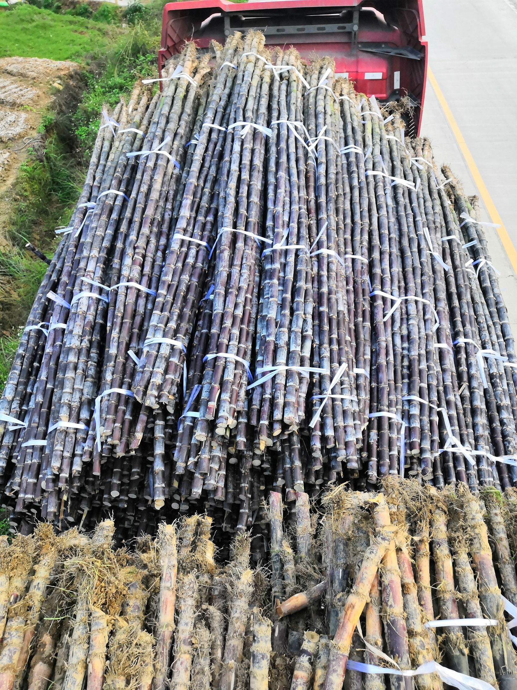  广西黑皮甘蔗180*7755*9230