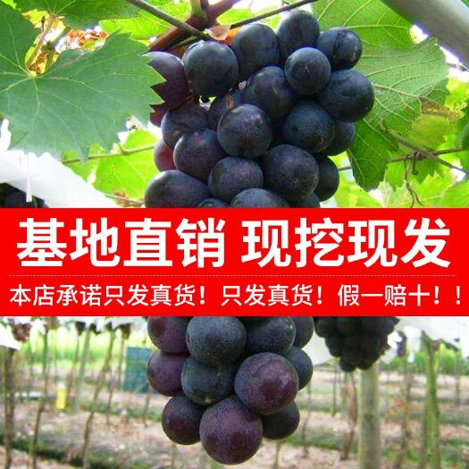 平邑县 巨峰葡萄树苗，巨峰葡萄苗全国发货保证品种包成活死苗免费补发