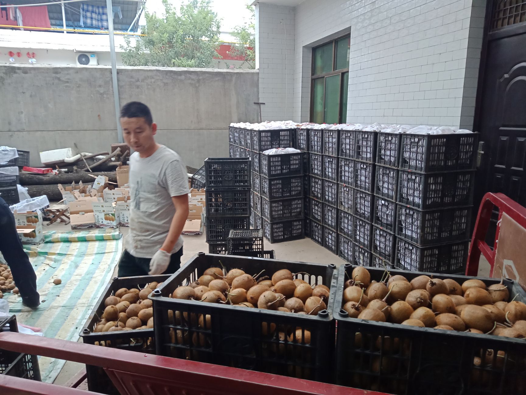 徐香猕猴桃 徐香弥猴桃高中低档！火热买卖交易中！客户积极性高