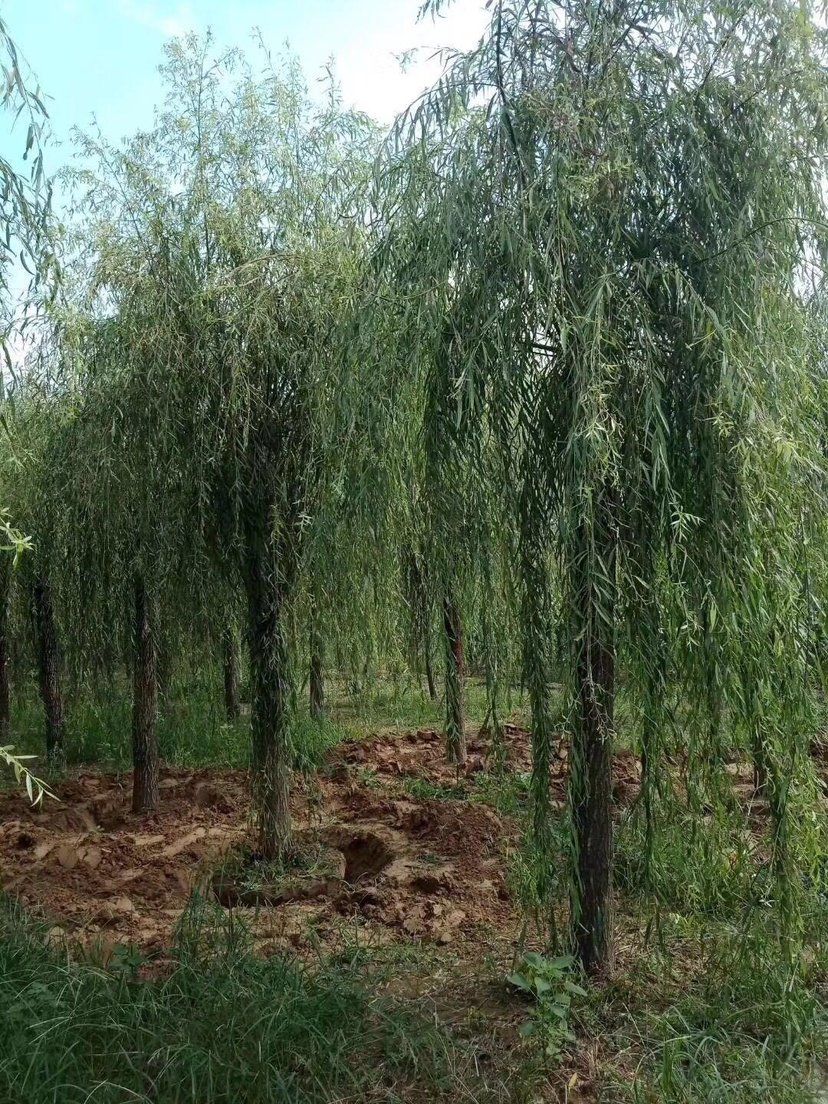 金丝柳 垂柳15公分