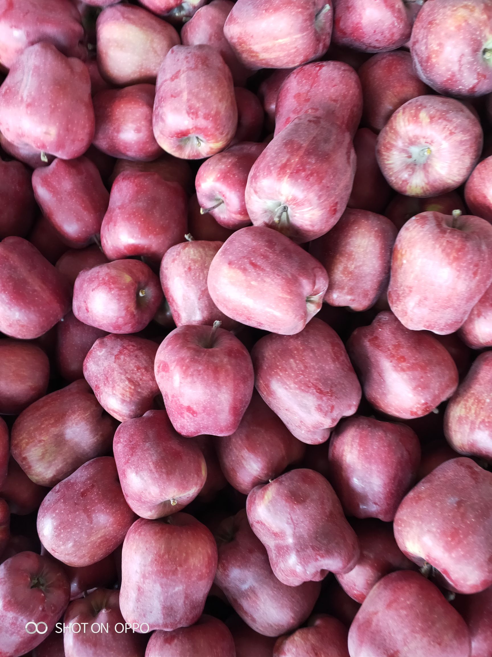 花牛苹果 甘肃花牛