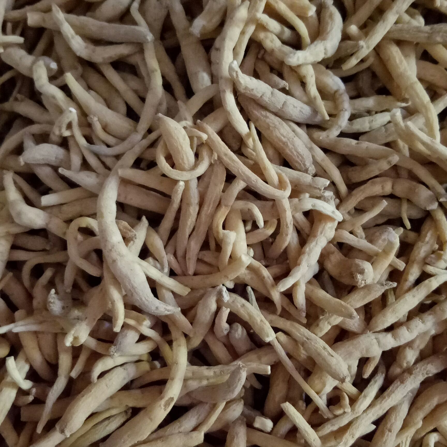  中药材太子参500克43包邮