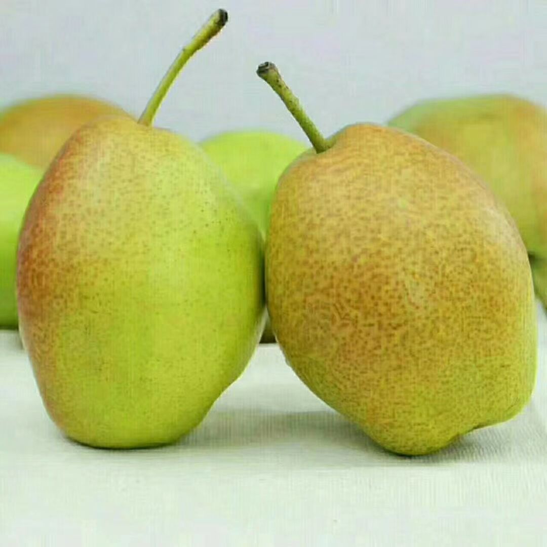 香梨 山西省运城市临猗县