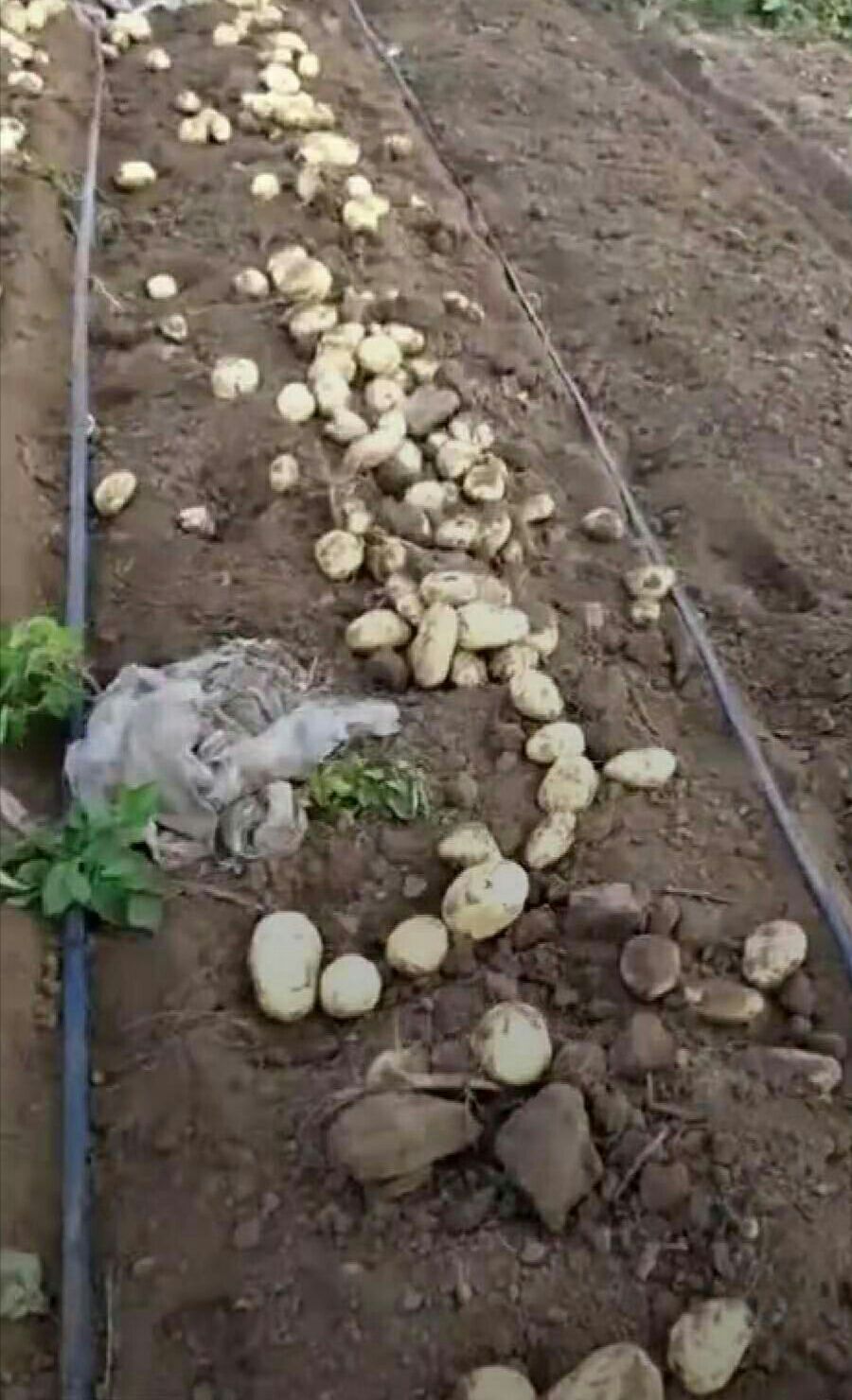  围场土豆大量出售，有想法的联系我