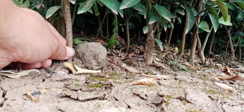 香橘苗 0.2米以下 实生苗