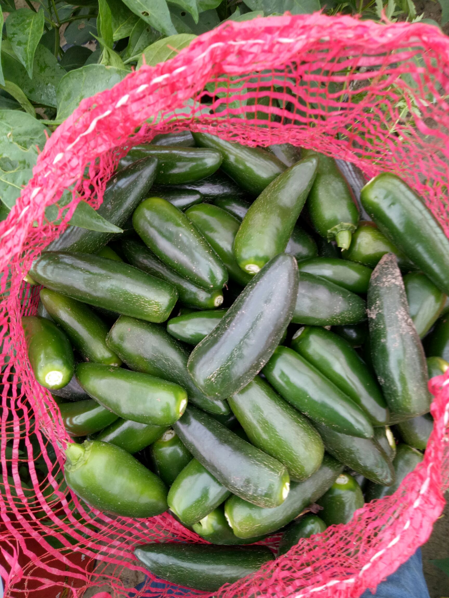 鲜港椒 混装通货 中辣 靑色