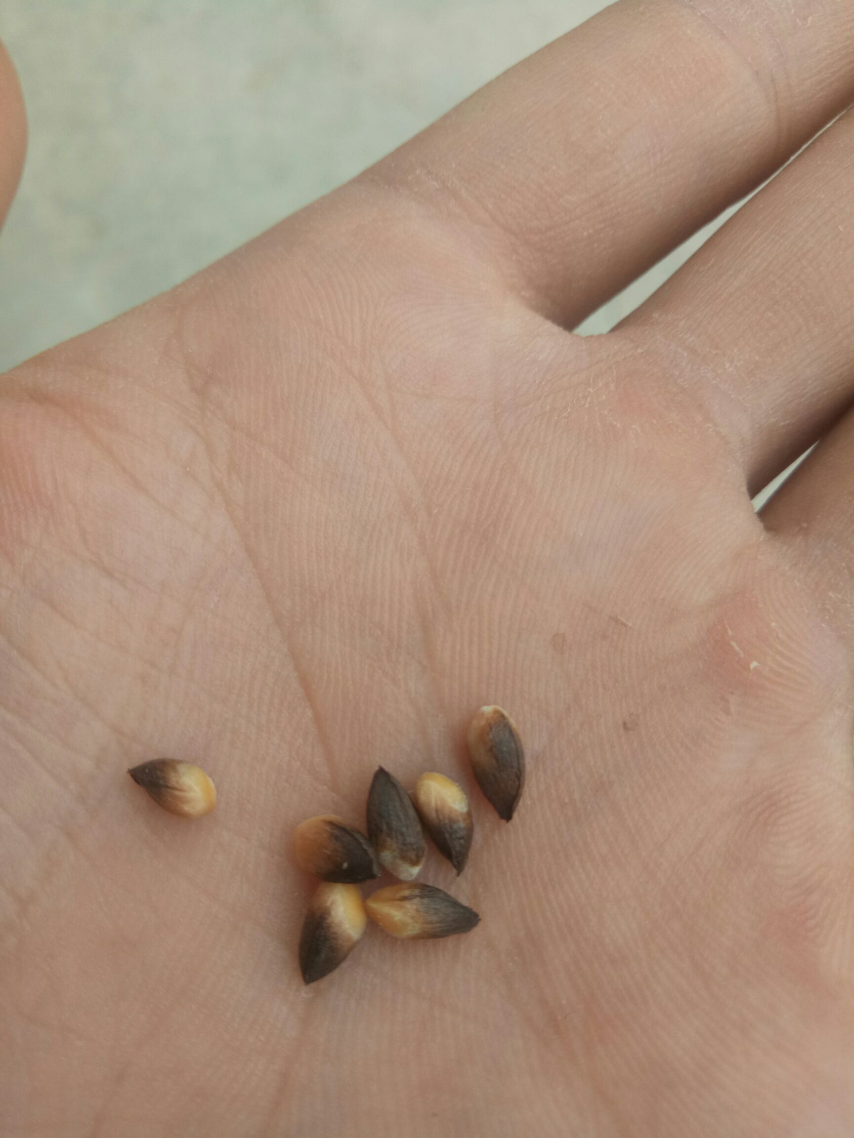 柏树果 今年新货柏树子