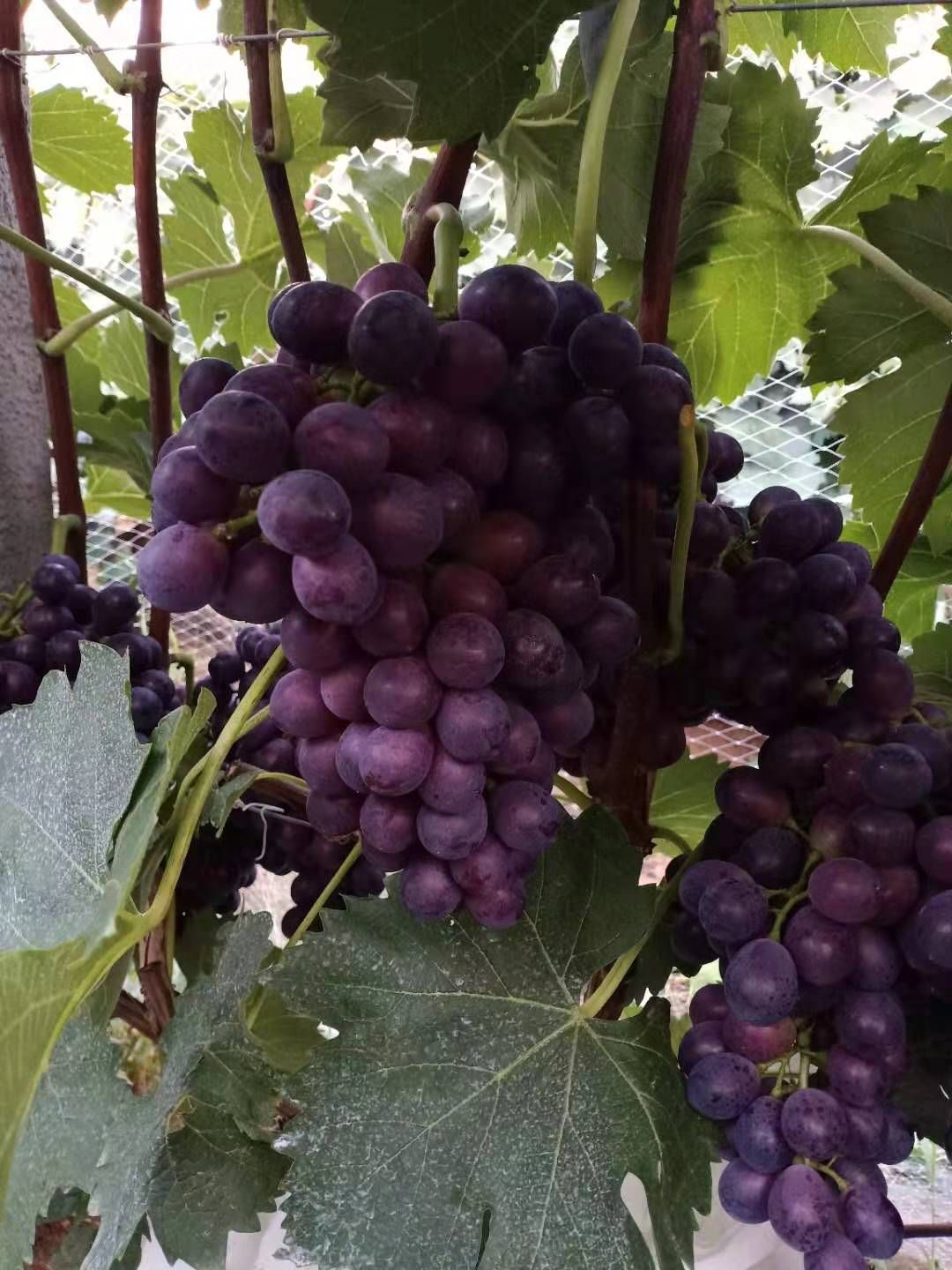  我处大量种植夏黑葡萄！颜色好粒子大！真诚欢迎各地客商