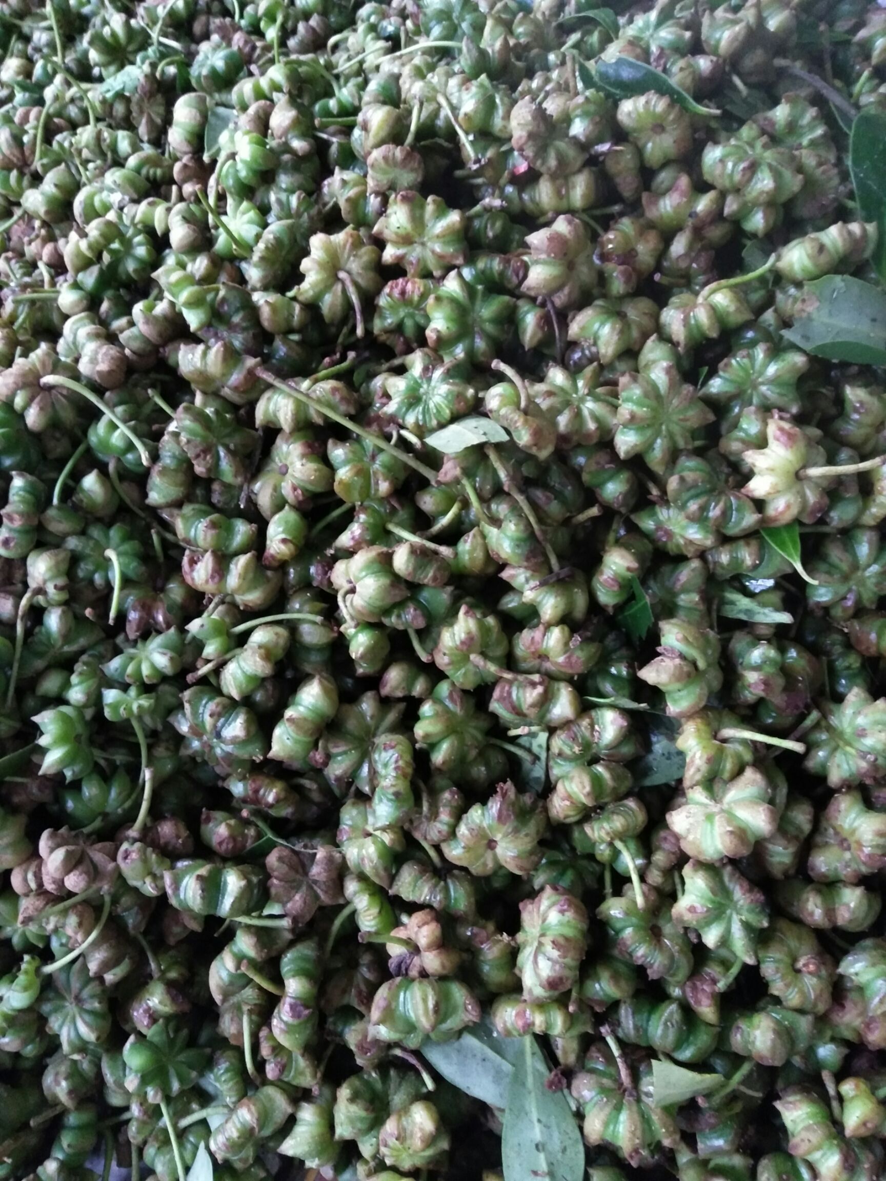 大红八角  产地直销