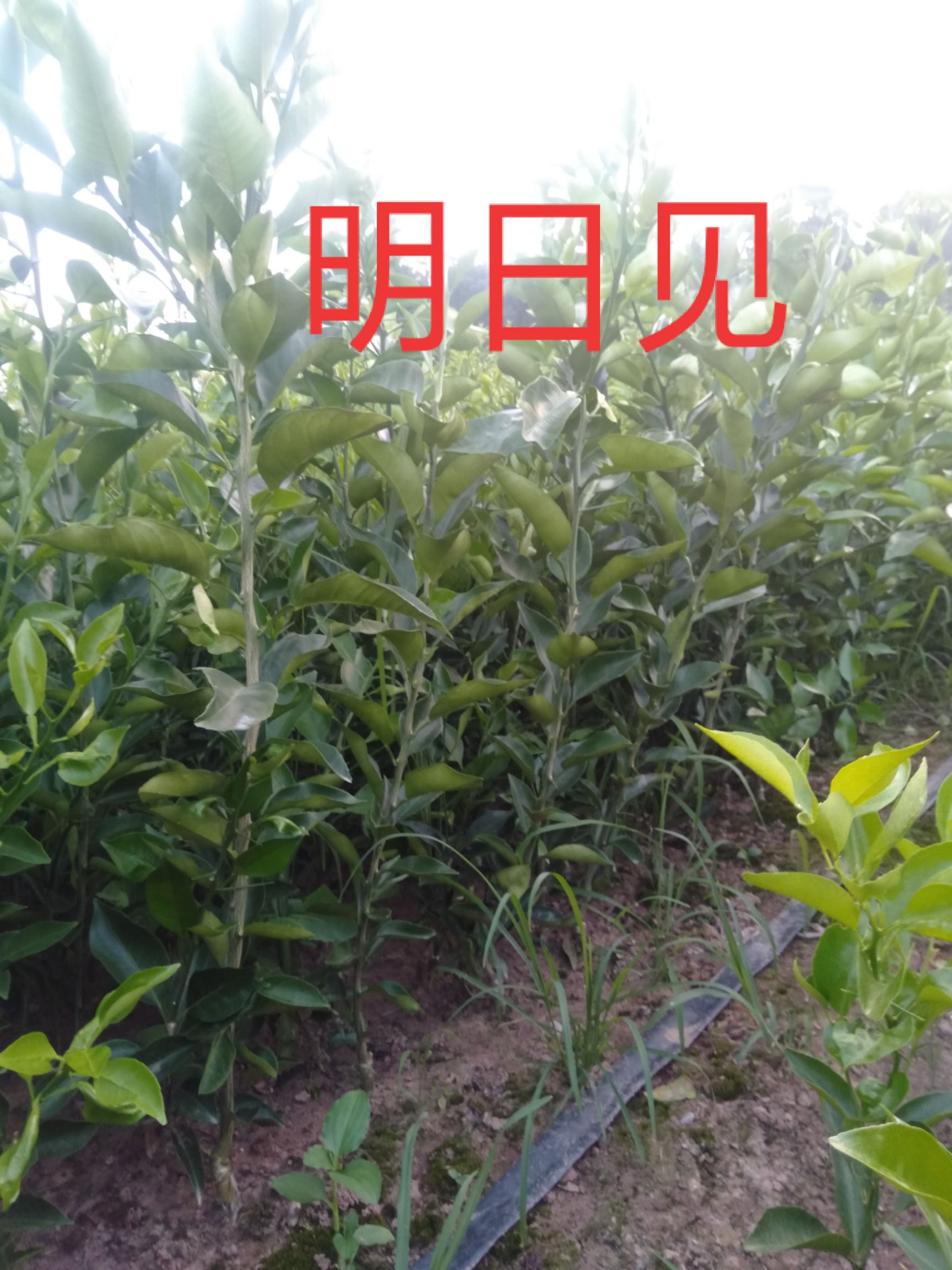 明日见柑橘苗 明日见