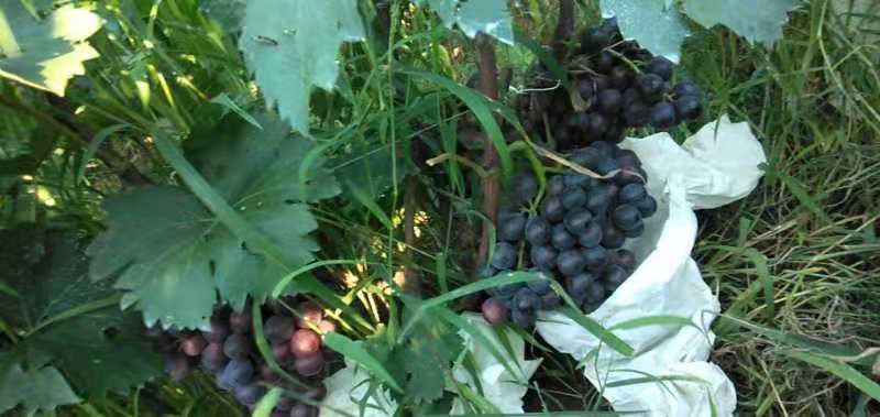 夏黑葡萄 1-1.5斤 10%以下 1次果