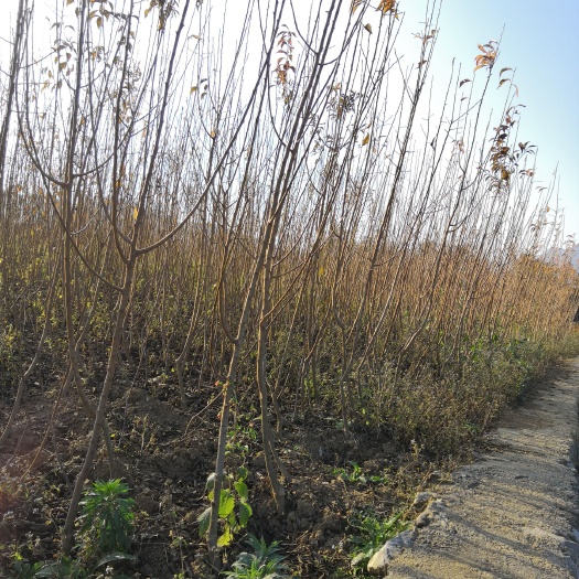 镇宁县 六马蜂糖李树苗