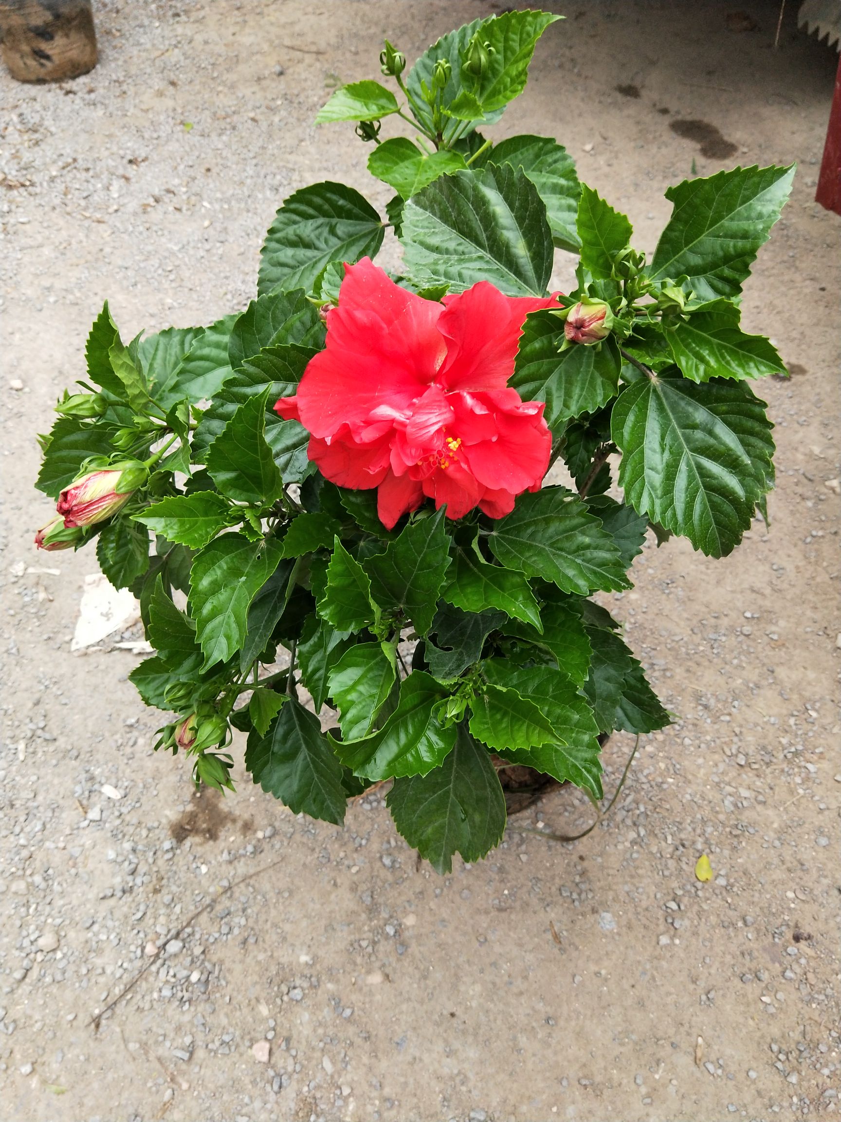  扶桑花 朱槿、佛桑、佛槿、大红花、赤槿 盆栽