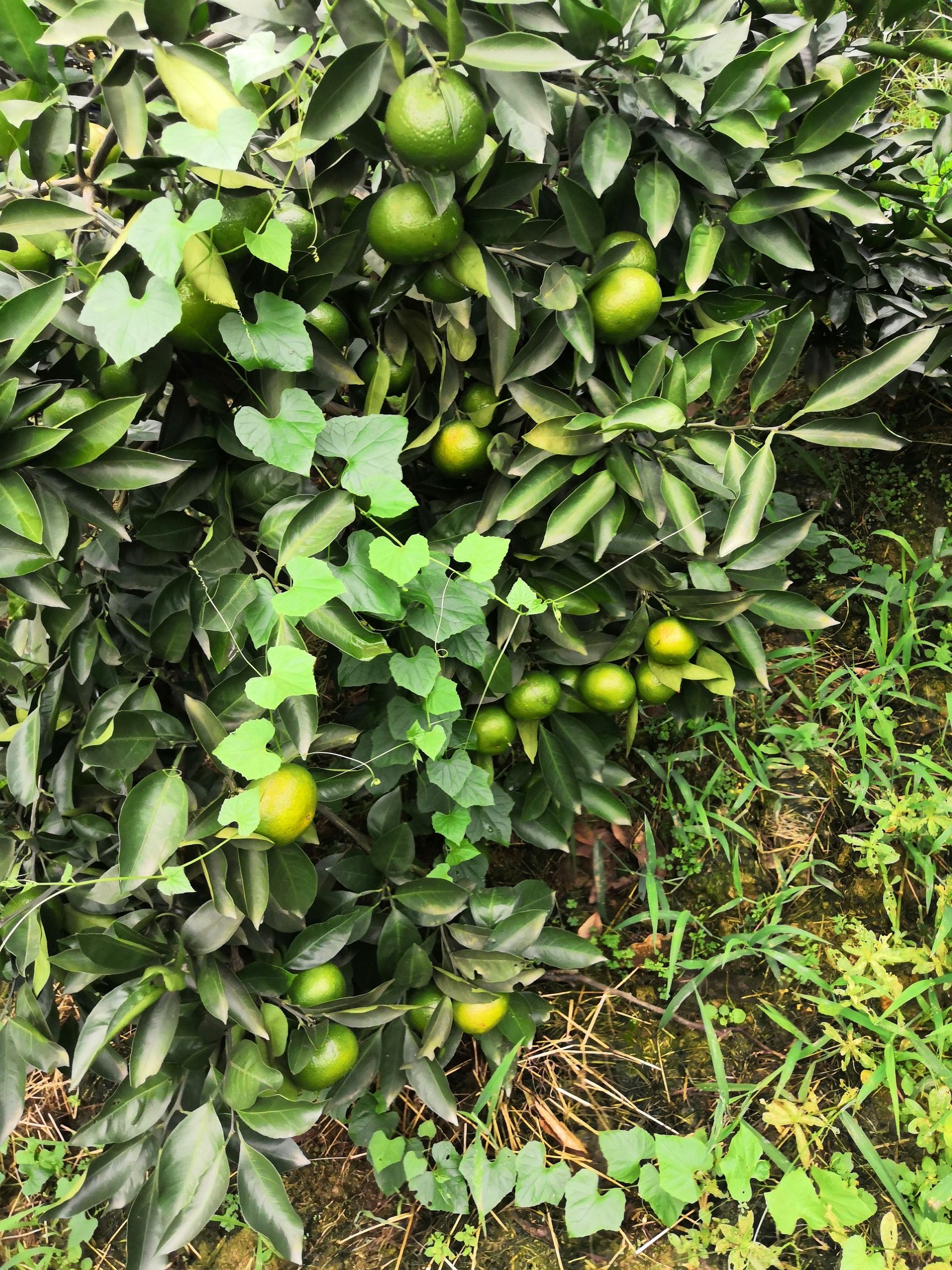 蜜桔 大分或特早蜜橘，多汁美味，酸甜可口