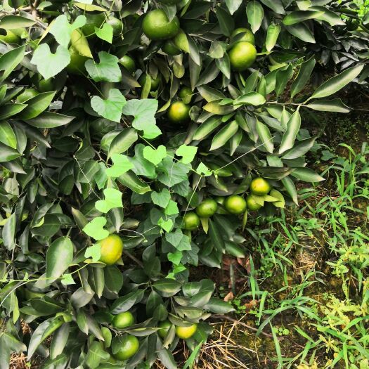 眉山蜜桔 大分或特早蜜橘，多汁美味，酸甜可口