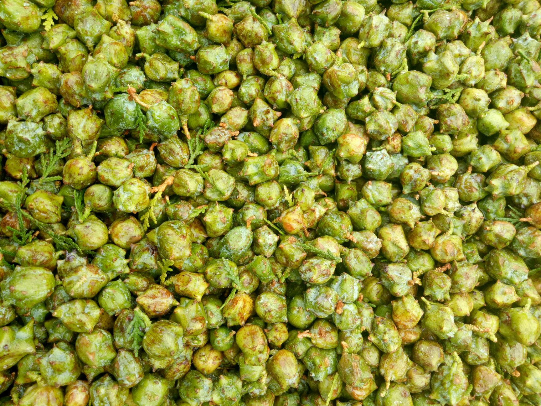 柏树果 今年新货柏树子