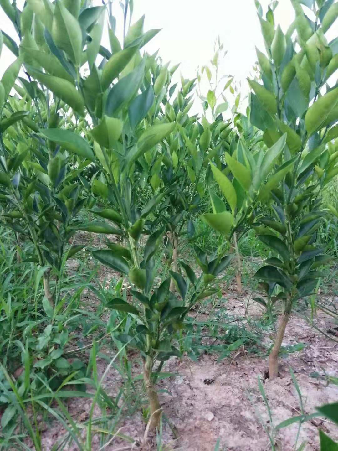柑树苗 晚血八号假植苗