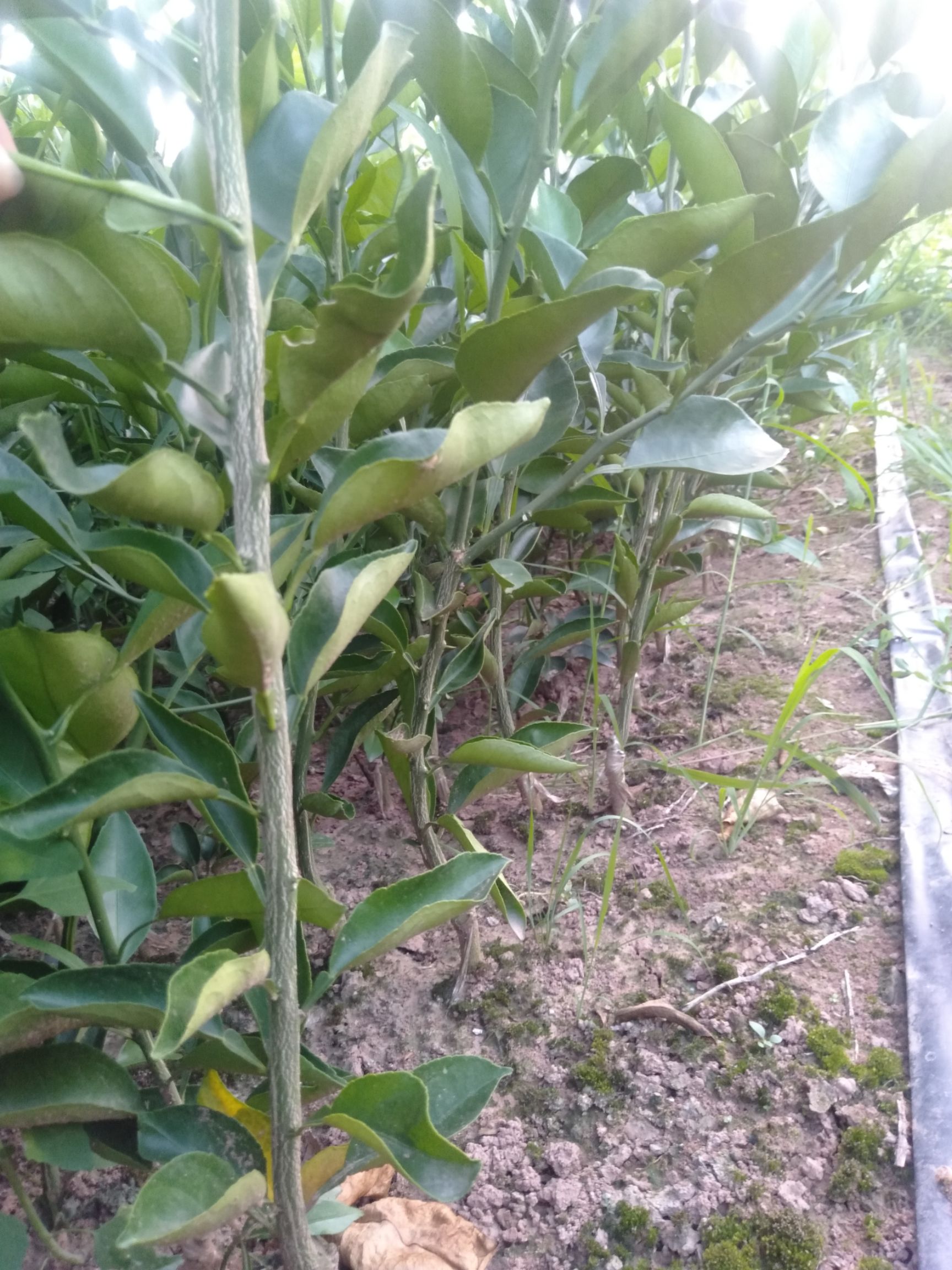 明日见柑橘苗 明日见