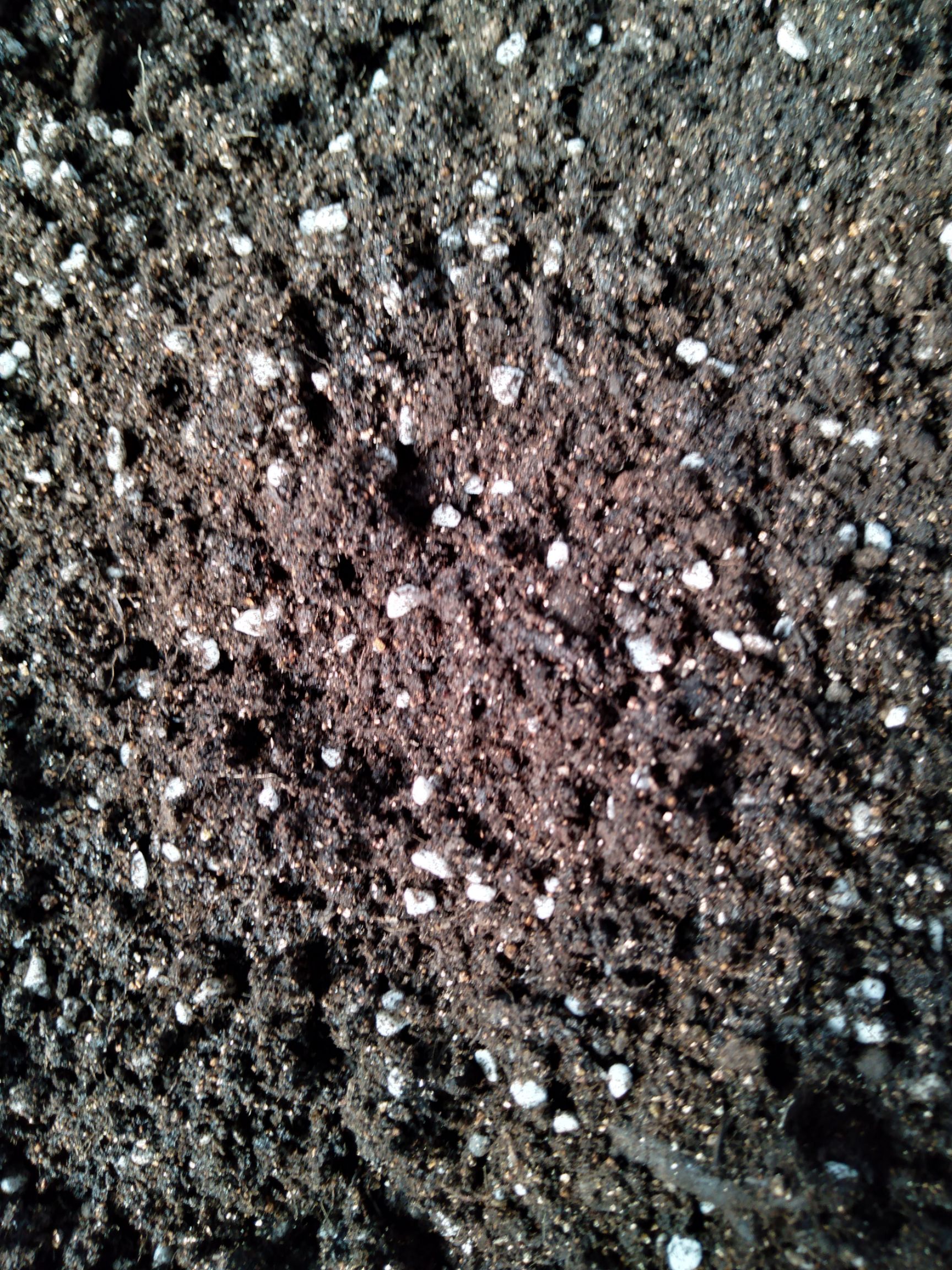 育苗基质 优质育苗土