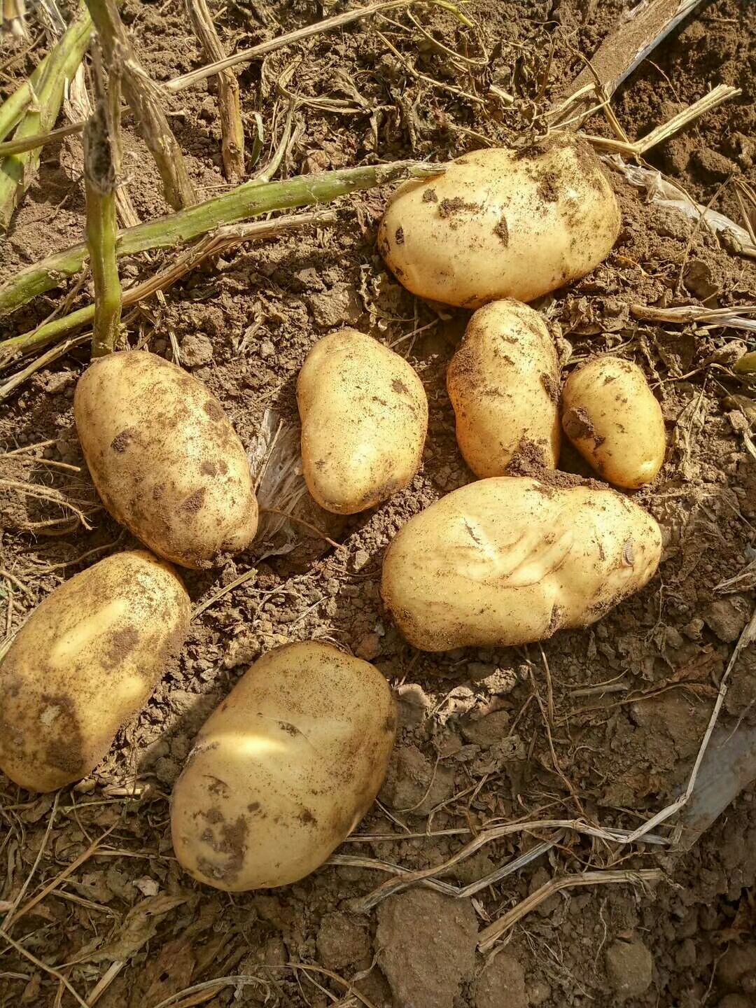 荷兰15号土豆 纯农户种植，荷兰15，new出货