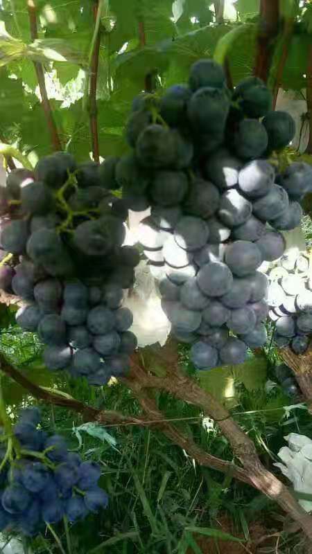 夏黑葡萄 1-1.5斤 10%以下 1次果