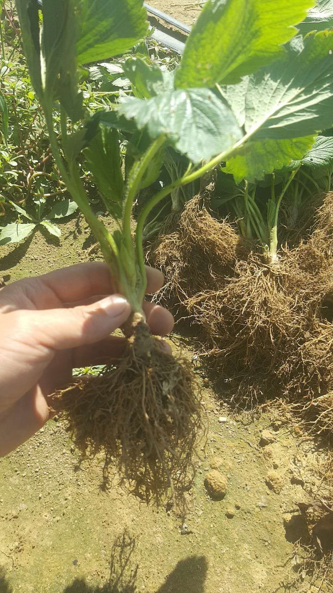  法兰地草莓苗批发，量大优惠