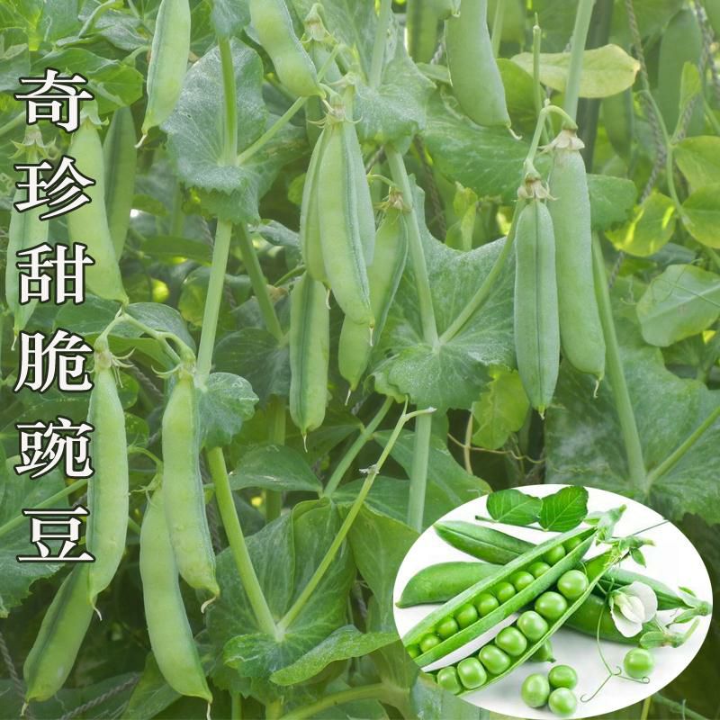 奇珍甜脆豌豆种子长寿豌豆仁甜豆蔬菜籽农家四季种植 豆荚