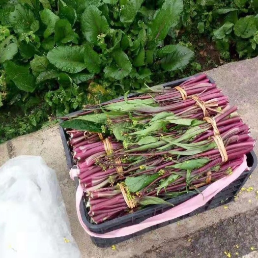贵阳 红菜苔25至30cm