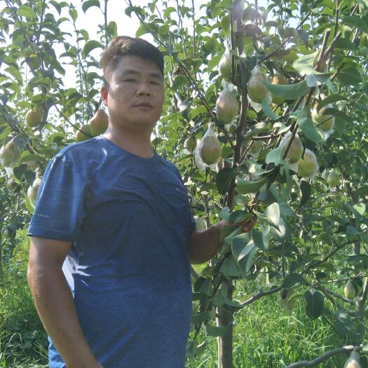 许昌秋月梨树苗 1.5~2米