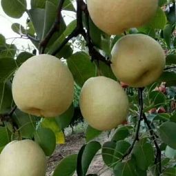 陕西蒲城酥梨大量上市