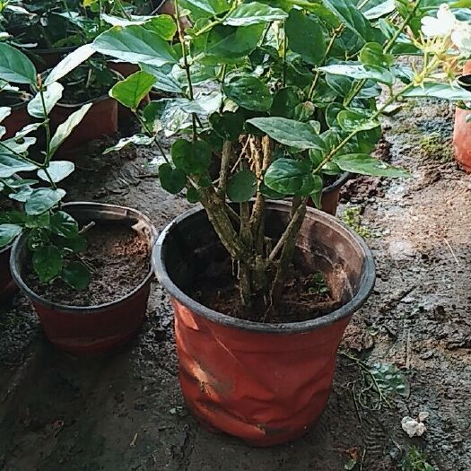  茉莉花盆栽带花苞老桩花盆景办公室内观花绿植物四季开花不断
